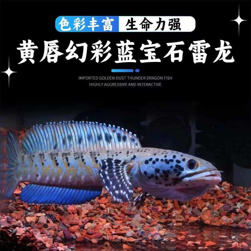 黄唇幻彩雷龙鱼苗高端进口雷龙鱼淡水幻红蓝宝石鬼王巴卡二型酒红