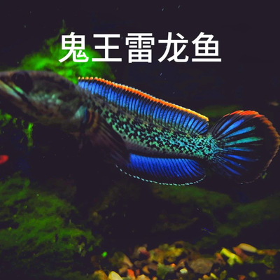 巴卡二型蓝宝石鬼王雷龙幻彩红宝石凶猛互动型观赏鱼免打氧易养活