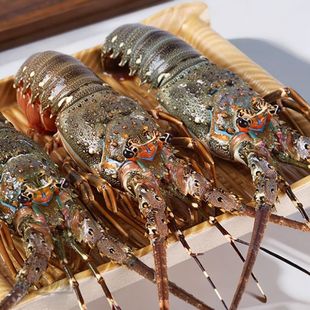 青龙虾鲜活冷冻国产小青龙花龙虾海鲜送礼节日宴席聚会年货送礼