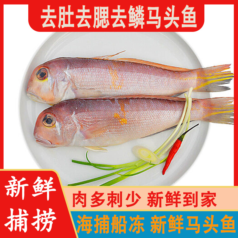 海捕马头鱼鲜活去肚去腮去鳞