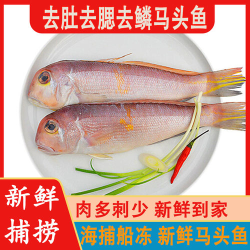 海捕马头鱼鲜活去肚去腮去鳞