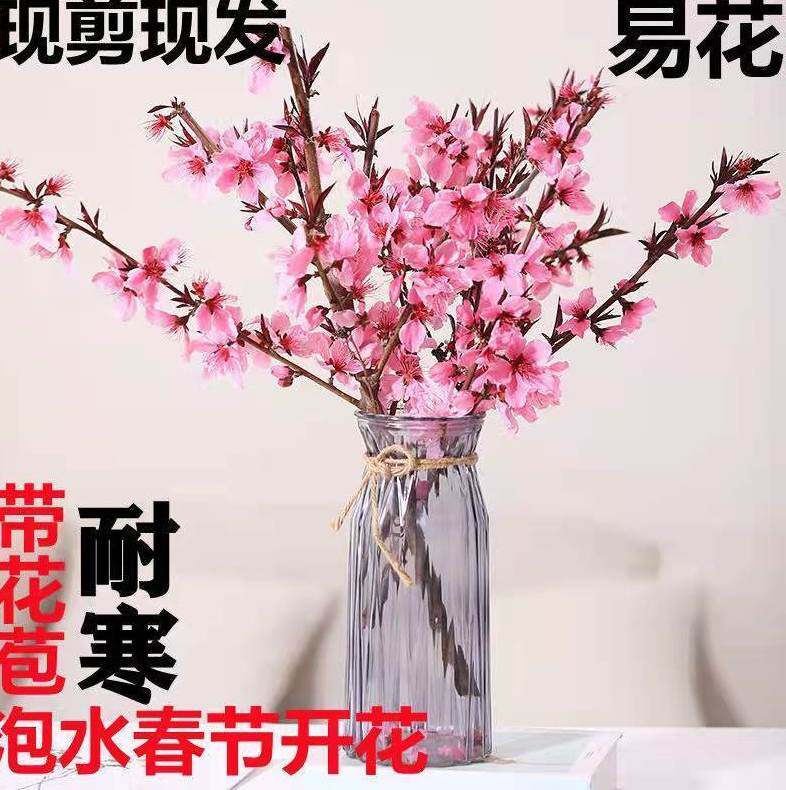 【包开花买一送一】新鲜桃花枝水培植物水培好养花桃花朵朵开l22