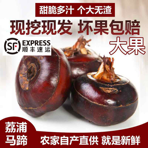 广西桂林农家大果包邮荔浦马蹄