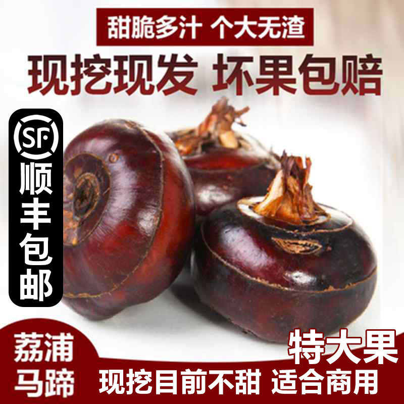 广西桂林农家大果包邮荔浦马蹄
