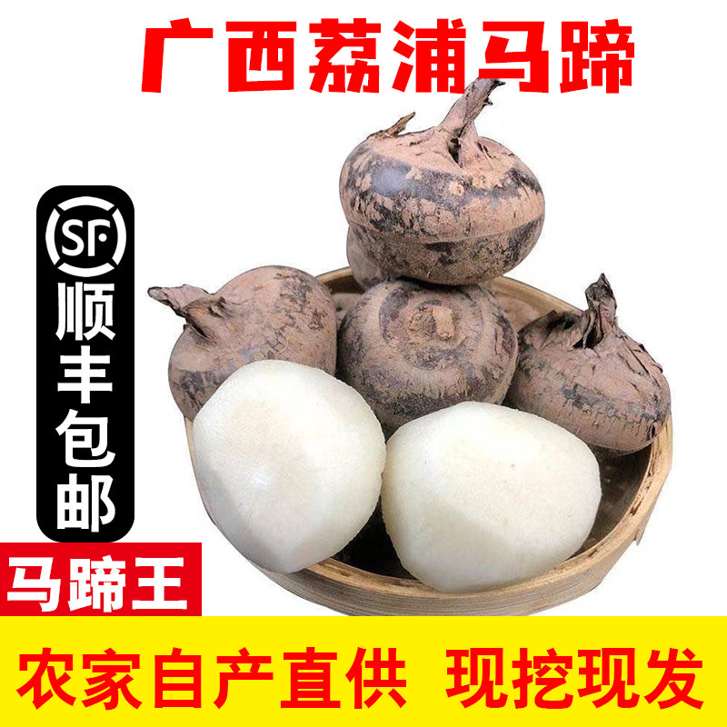 正宗广西荔浦马蹄当季水果新鲜蔬菜荸荠农家地梨5斤整箱特巨大果,水产肉类/新鲜蔬果/熟食,荸荠/马蹄,淘宝优惠券,粉丝福利购,淘宝优惠卷