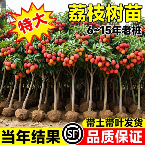 特大号荔枝树苗嫁接果树苗无核桂味庭院盆栽水果苗南北方四季种植