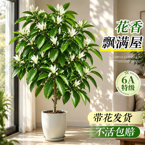 回购率98%好养白玉兰黄角兰盆栽