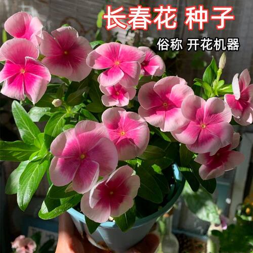 长春花种子日日春花籽四季播种易活庭院景观花海盆栽耐寒花卉种孑