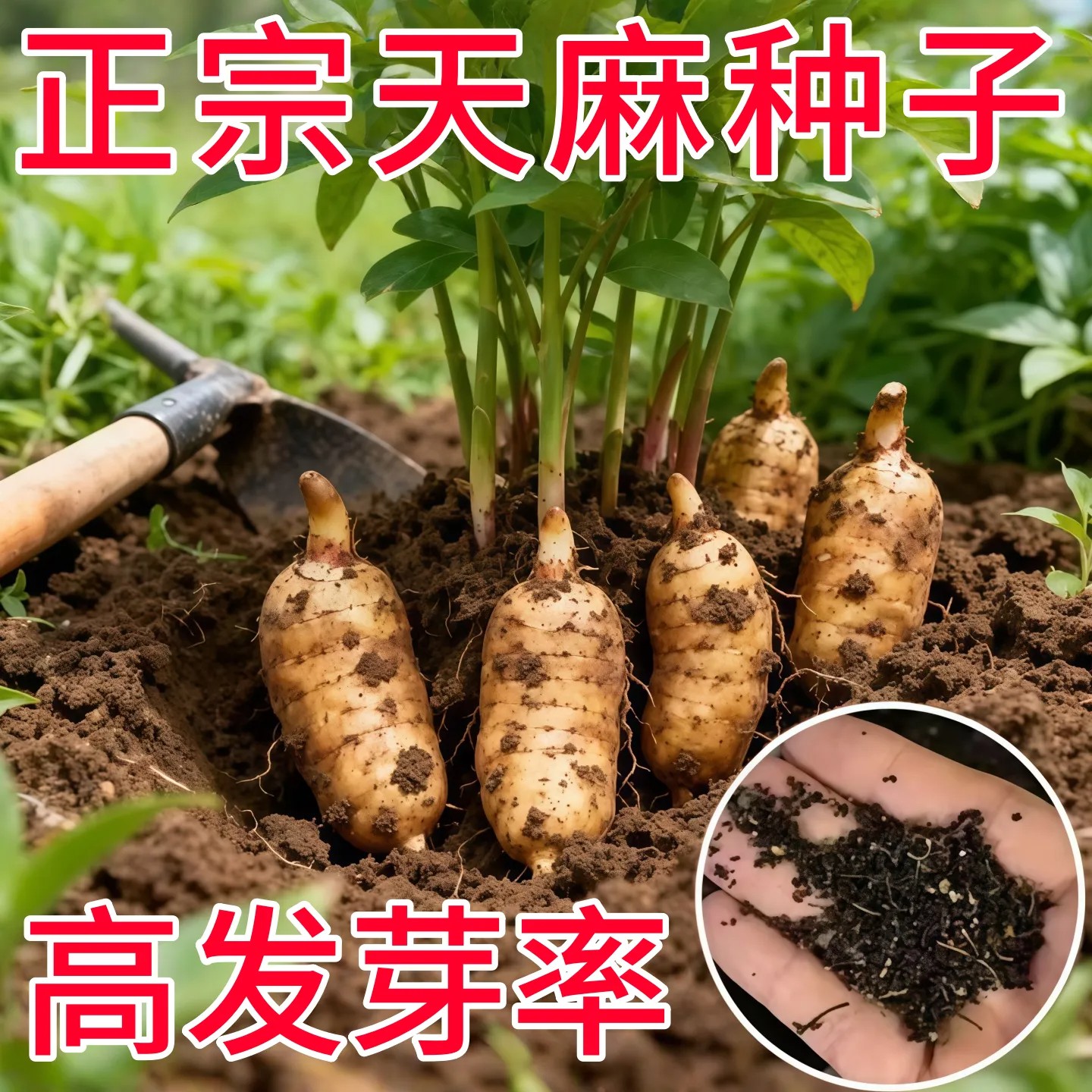 正宗天麻种子四季高产高发芽率图片