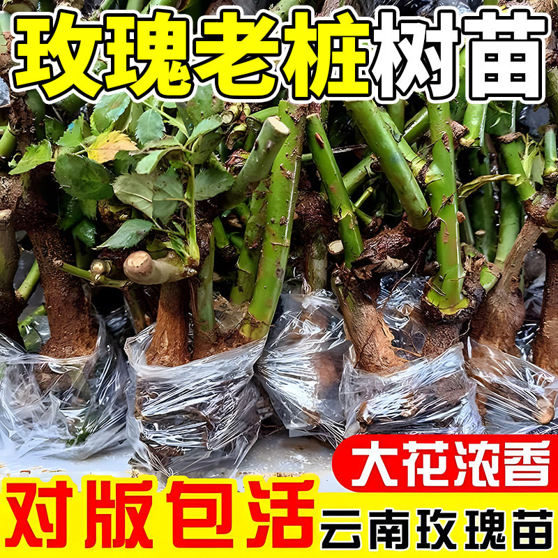 浓香耐寒开花正宗玫瑰月季老桩图片