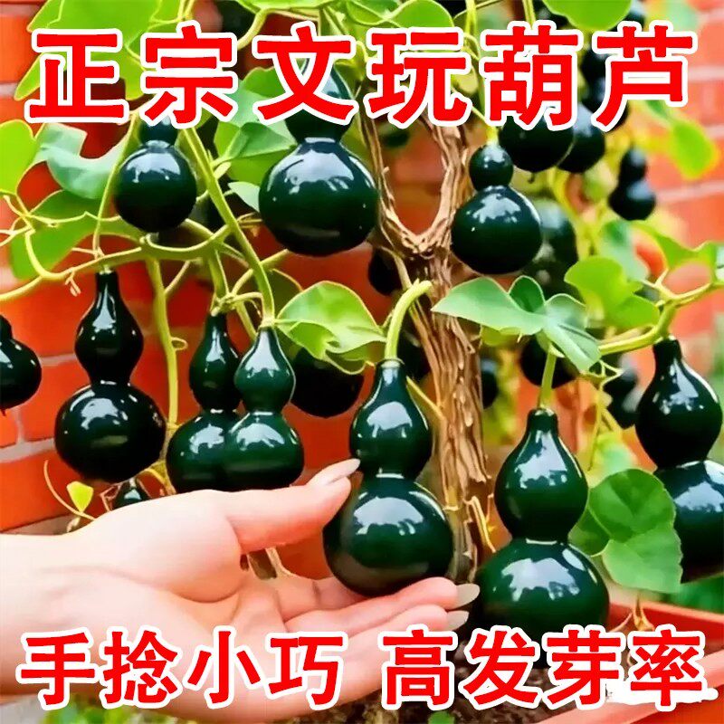 墨绿小葫芦种子翡翠葫芦盆栽手捻小葫芦种子文玩亚腰种籽盆栽阳台
