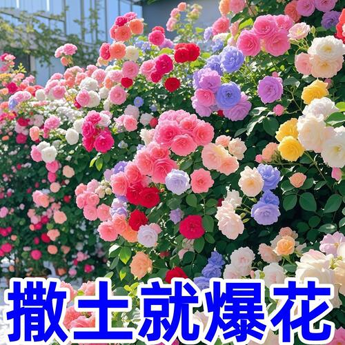 蔷薇花种子四季播种大花蔷薇爬藤月季花种子爬藤攀援植物花卉种子