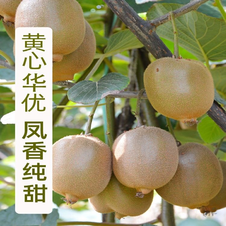陕西周至黄心猕猴桃新鲜大果应季孕妇水果5斤正宗华优无毛桃现摘