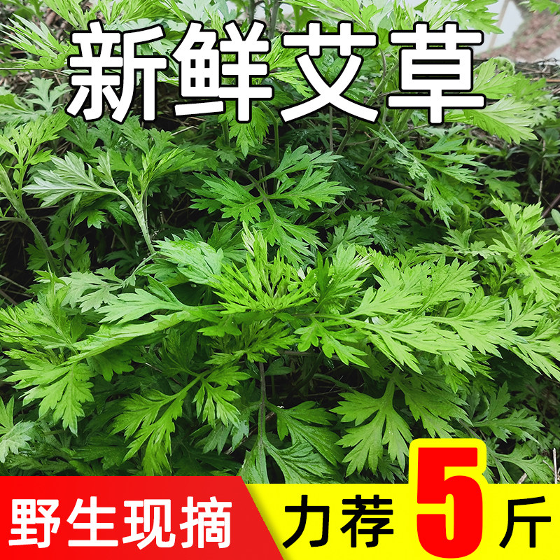 新鲜现摘艾草5斤艾叶青团材料当季野生蔬菜艾团清明草整箱包邮