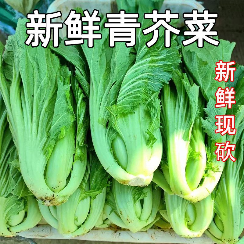 贵州高山新鲜现砍青芥菜农家自种当季大叶包心芥菜可做泡酸菜蔬菜