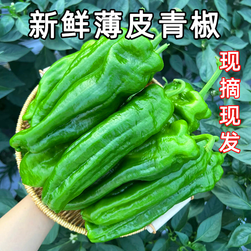 新鲜辣椒福月安新鲜现摘