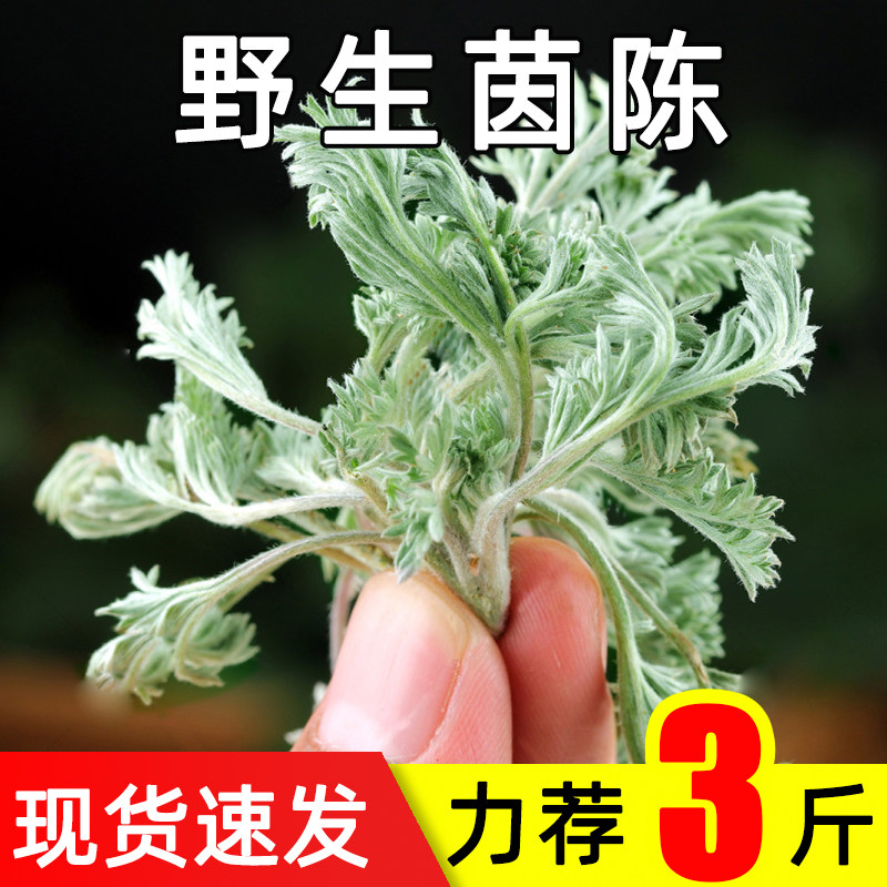 新鲜野生茵陈现挖现发当季蔬菜嫩芽蒿子粑粑绵茵陈茵陈蒿白蒿3斤
