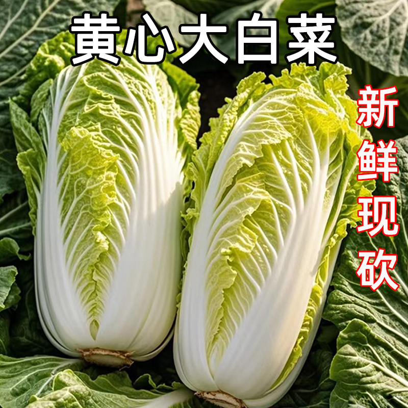高山大白菜新鲜现砍当季农家自种蔬菜黄心大白菜可俺酸菜泡菜整箱