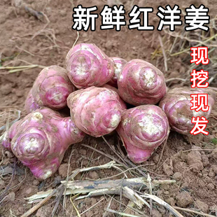 现挖红洋姜新鲜野鬼子姜不辣农家下饭蔬菜泡菜腌菜菊芋种子洋姜