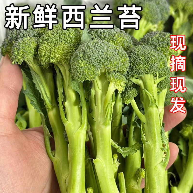 云南新鲜现摘西兰苔甜杆芦笋西兰苔当季农家蔬菜西兰花长杆菜苔