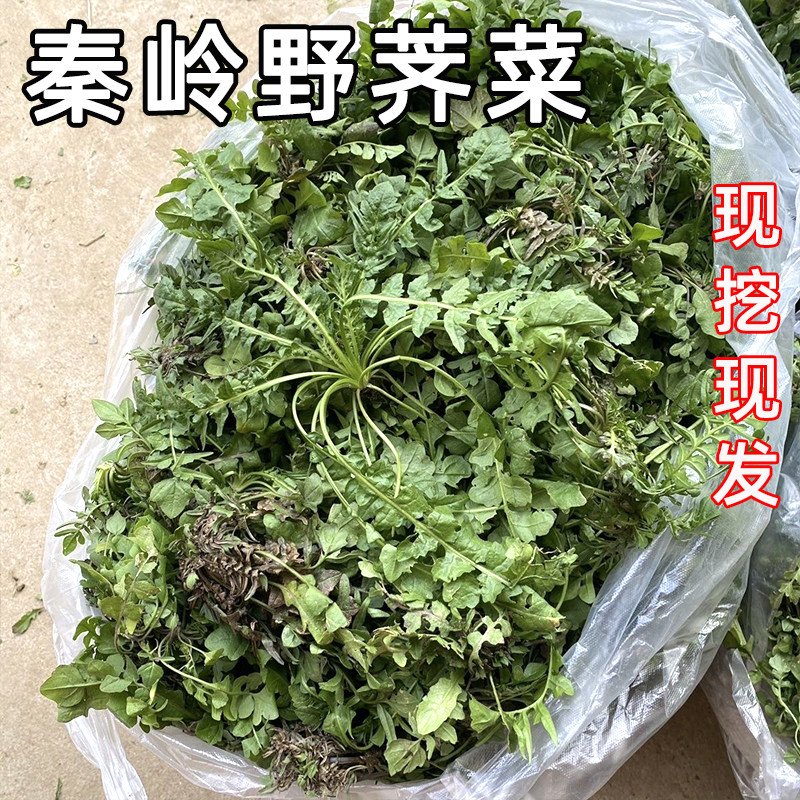 现挖新鲜野生荠菜福月安