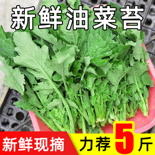 新鲜现摘青油菜苔陕西当季农家蔬菜嫩绿芸薹白芥菜苔5斤整箱包邮