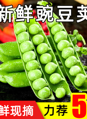 高山豌豆荚新鲜现摘带壳青豌豆角农家当季蔬菜露天甜豆角整箱包邮