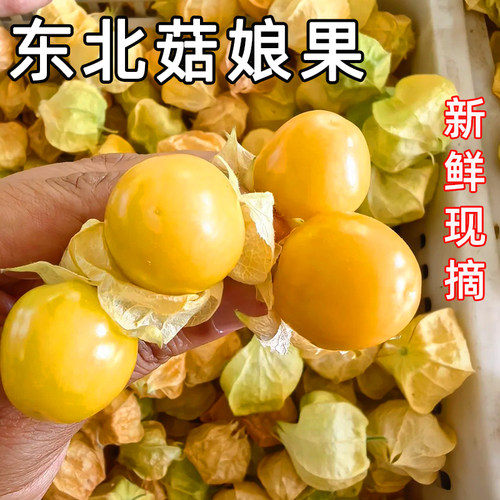 新鲜姑娘黄菇5斤灯笼果戈力洋