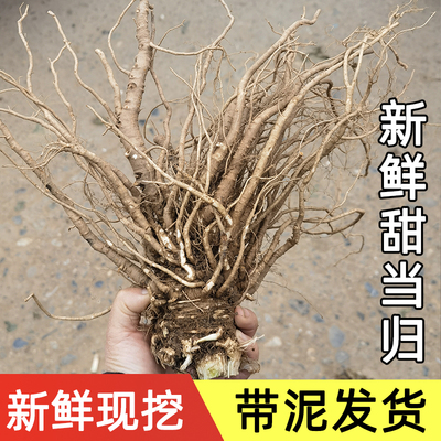 四川新鲜甜当归西归芹根整根散装独角归包邮新鲜现挖煲汤酒店食材