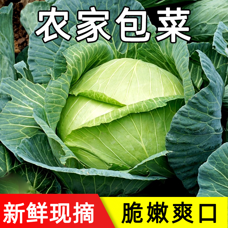 新鲜包心菜现摘圆莲花白菜当季农家自种蔬菜绿甘蓝卷心菜沙拉整箱