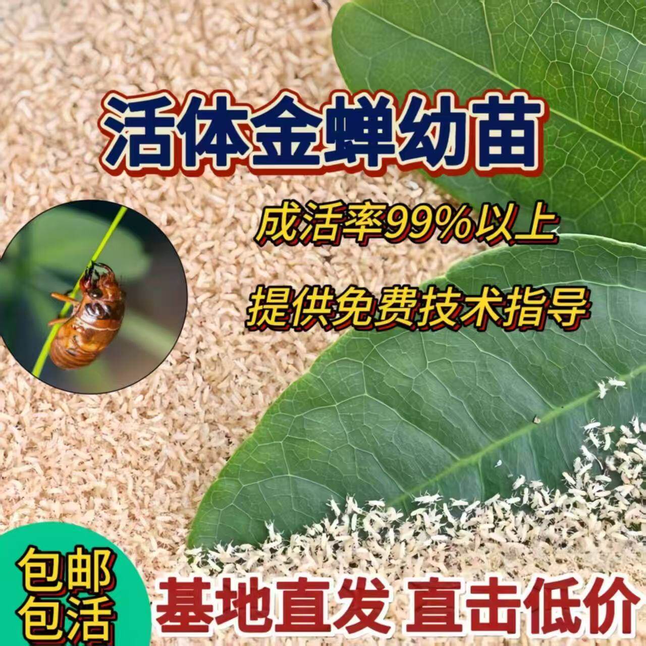 金蝉幼苗活知了猴种幼苗种子爬叉蝉蚁卵金蝉种孵化基地养殖苗爬叉 - 实物图