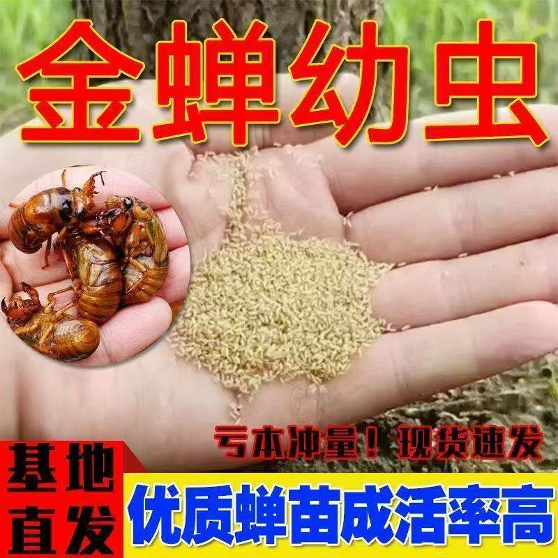 幼苗爬叉种卵知了猴种子幼虫活体幼苗养殖地金蝉幼苗金蝉养殖蝉苗 - 实物图