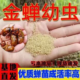 幼苗爬叉种卵知了猴种子幼虫活体幼苗养殖地金蝉幼苗金蝉养殖蝉苗