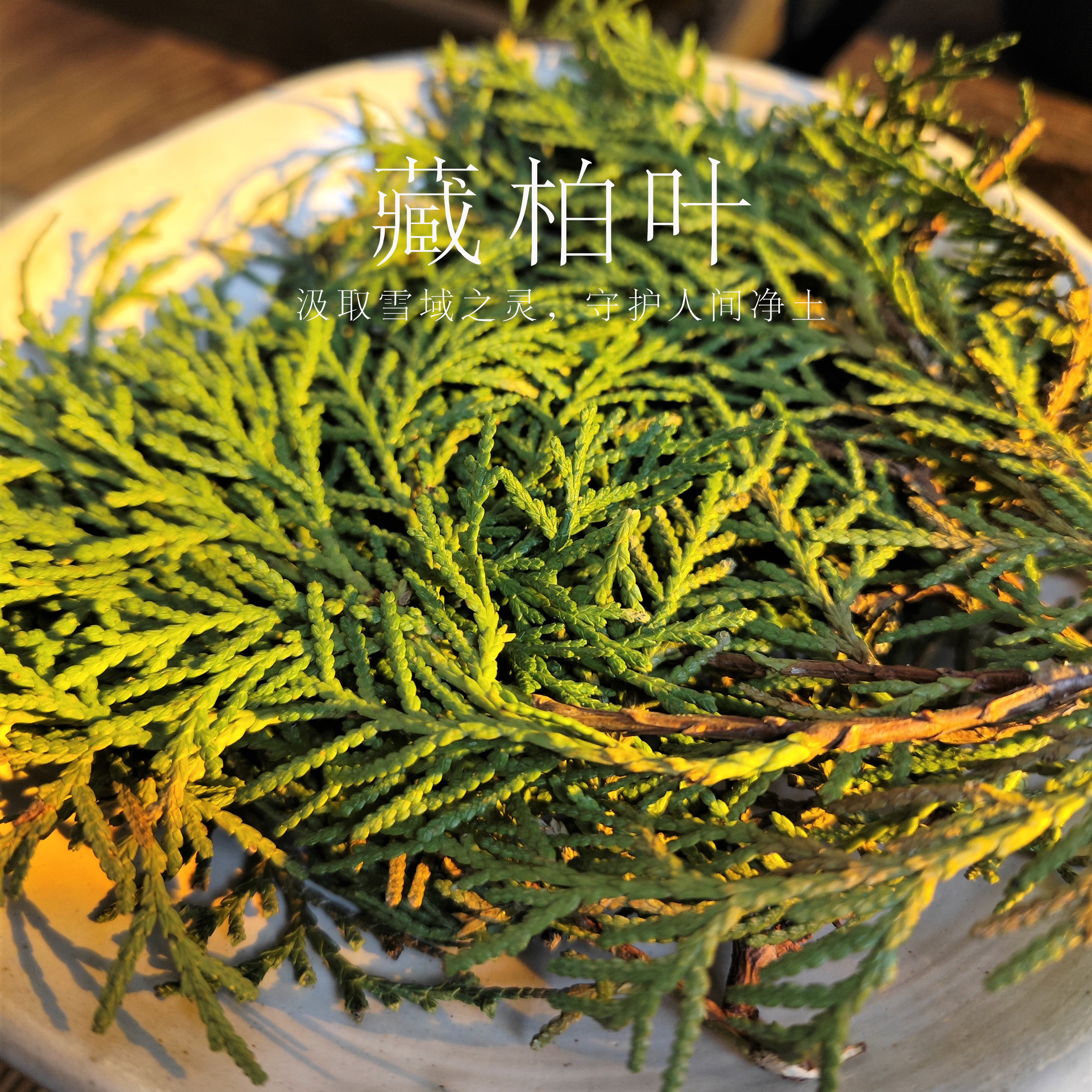 高原天然藏柏叶藏香柏净化空气车载家居除味放松冥想熏香