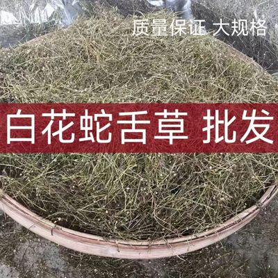 整株干货广西乌骨蛇舌草