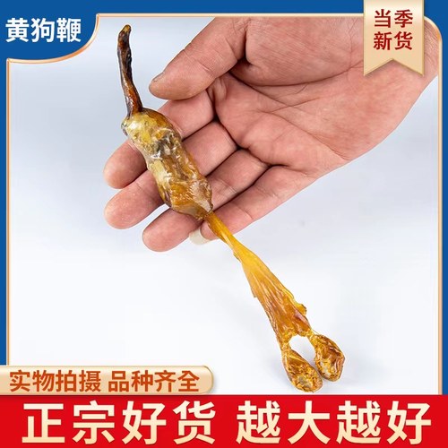 黄狗鞭新鲜干货黄狗肾泡酒料特级狗鞭中药材整根干规格
