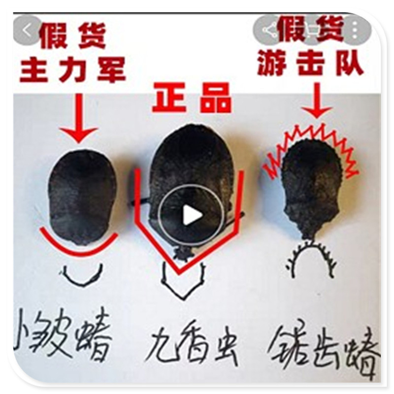 九香虫中药材正品货源100克包邮 特级野生云南九香虫药