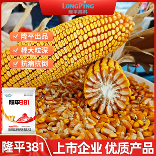 国审高产玉米种子隆平381抗病抗倒伏矮杆大棒玉米种子活杆成熟