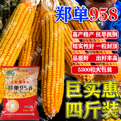 密可丰玉米种子郑单958