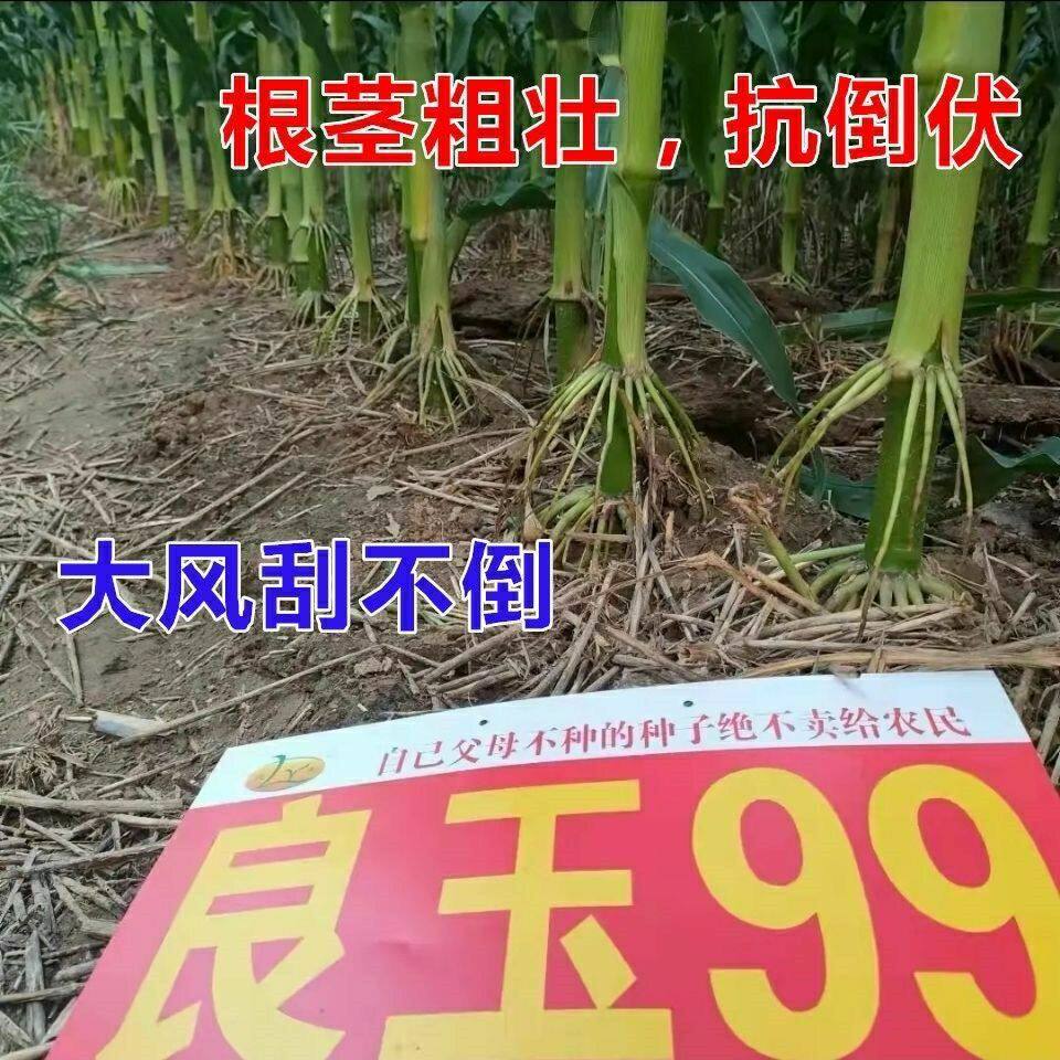 正品玉米种子良玉99矮杆大棒抗锈病云南贵州四川河南高产玉米种子