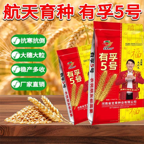 原种级航天育种小麦有孚5号小麦种子矮杆大穗抗倒伏抗病抗冻耐旱