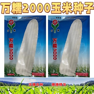 万糯2000万糯白中熟大棒河北华穗甜加糯粘黏白甜糯玉米种子/200g