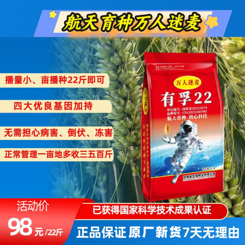 有孚22航天育种小麦种子