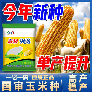 原装高产玉米种子京科968国审大棒抗倒伏白轴抗旱耐高温南北方