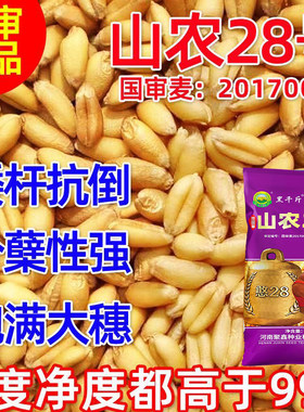 山农28双国审小麦种子