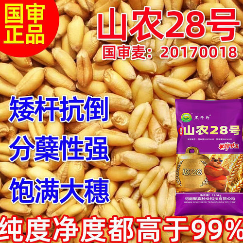 山农28双国审小麦种子