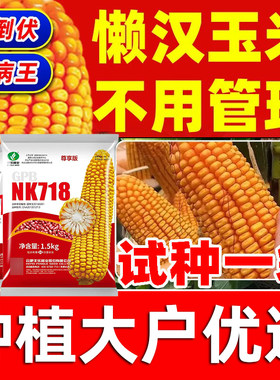 丰乐高产玉米种子正品nk718