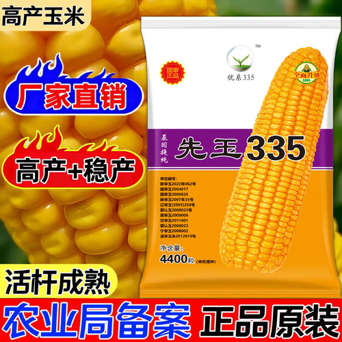 先玉335玉米种子红轴脱水快