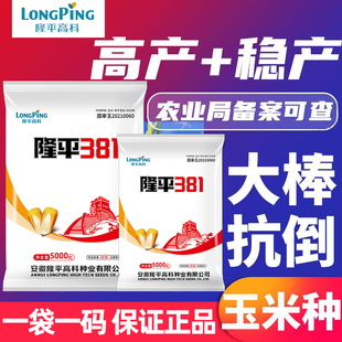 高产稳产玉米种子隆平高科玉米种子隆平381大棒抗倒伏抗旱耐涝