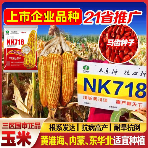 高产玉米种子抗旱新品种NK718